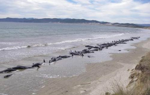 107 balina can çekişerek öldü - Resim: 2