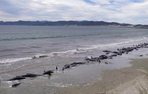 107 balina can çekişerek öldü - Resim: 3