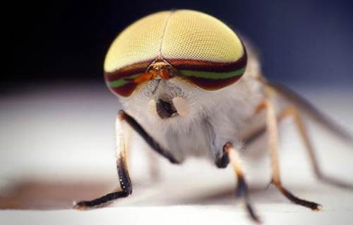 Böceklerin gözleri - Resim: 2