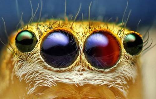 Böceklerin gözleri - Resim: 4