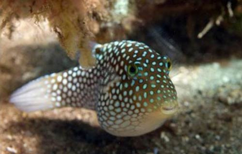 İnsan yüzlü balıklar - Resim: 1