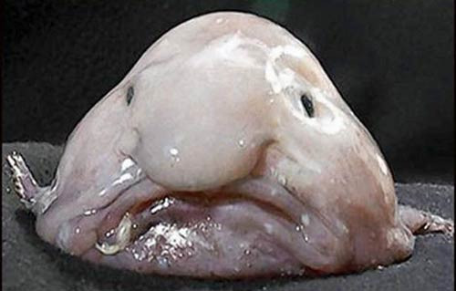 İnsan yüzlü balıklar - Resim: 2