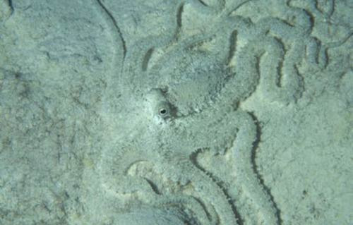 Onları görebilecek misiniz? - Resim: 1