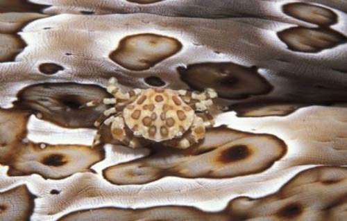 Onları görebilecek misiniz? - Resim: 2