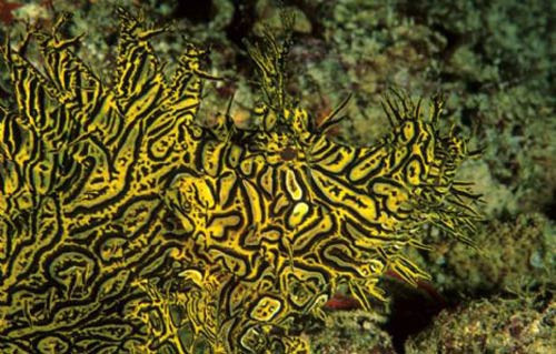 Onları görebilecek misiniz? - Resim: 3