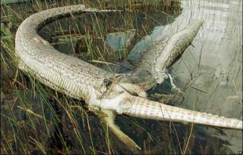 Timsah yutan pitonun sonu - Resim: 1