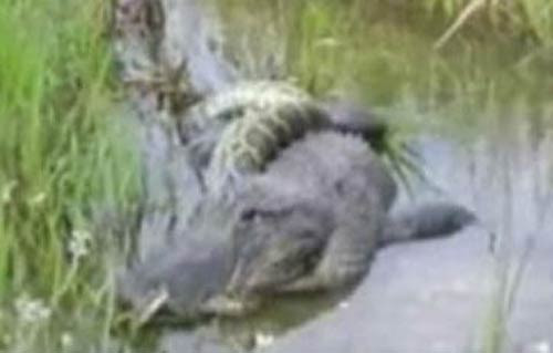 Timsah yutan pitonun sonu - Resim: 2