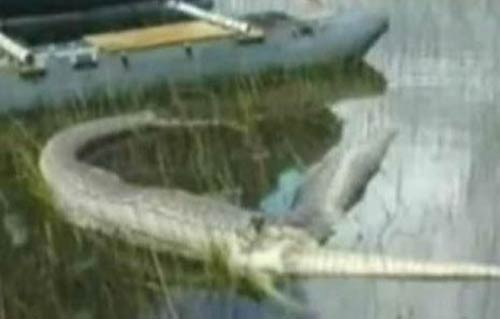 Timsah yutan pitonun sonu - Resim: 3