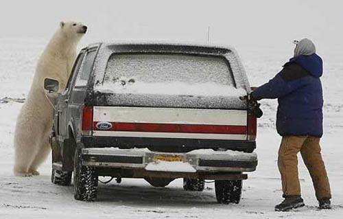 Ayı ile kovalamaca oynanır mı? - Resim: 1