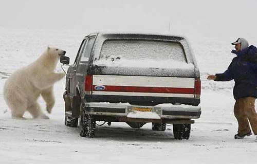 Ayı ile kovalamaca oynanır mı? - Resim: 2