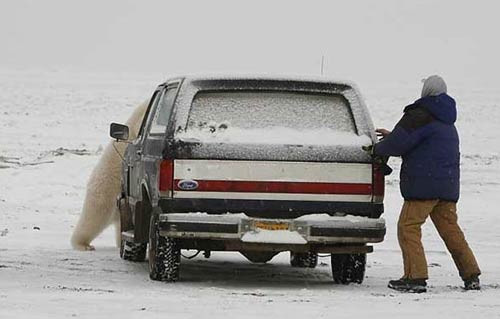 Ayı ile kovalamaca oynanır mı? - Resim: 3