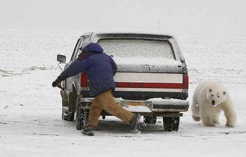 Ayı ile kovalamaca oynanır mı? - Resim: 4