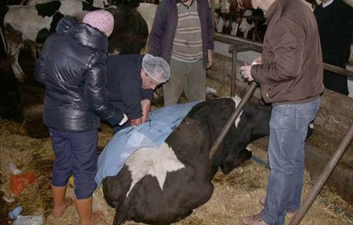 Çift başlı buzağı şaşkına çevirdi - Resim: 1