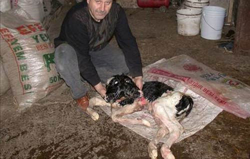 Çift başlı buzağı şaşkına çevirdi - Resim: 2