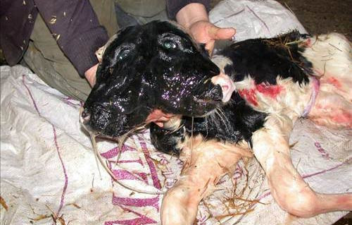 Çift başlı buzağı şaşkına çevirdi - Resim: 3