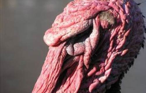 İngilizler hindiye neden Turkey der - Resim: 2