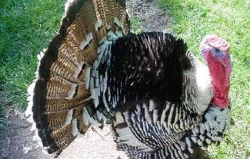 İngilizler hindiye neden Turkey der - Resim: 3