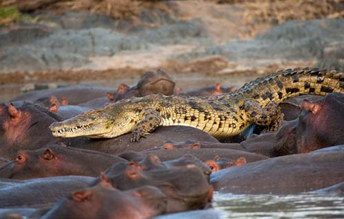 Su aygırı timsahı böyle yuttu - Resim: 1