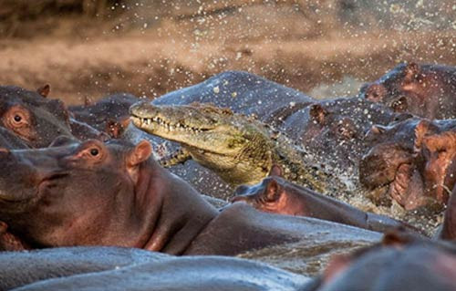 Su aygırı timsahı böyle yuttu - Resim: 2