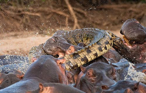 Su aygırı timsahı böyle yuttu - Resim: 3
