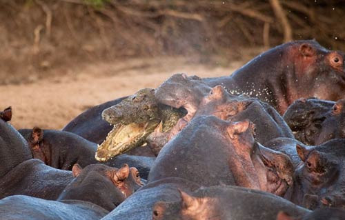 Su aygırı timsahı böyle yuttu - Resim: 4
