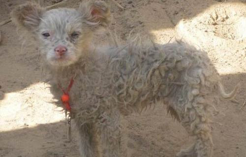 Koyun köpek doğurdu - Resim: 1