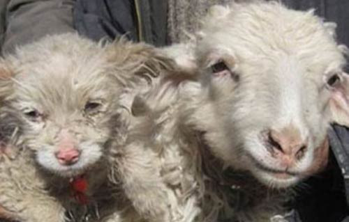 Koyun köpek doğurdu - Resim: 2