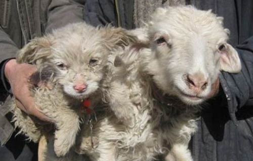 Koyun köpek doğurdu - Resim: 3