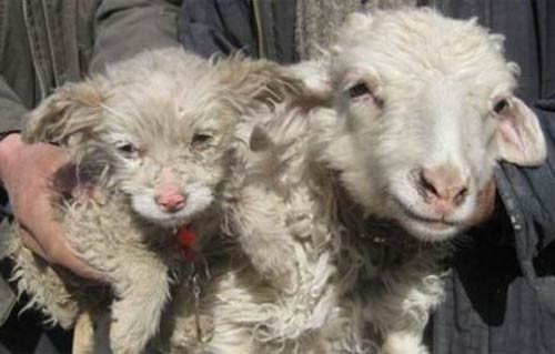 Koyun köpek doğurdu - Resim: 4