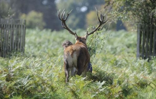 Sonu kötü oldu! - Resim: 1