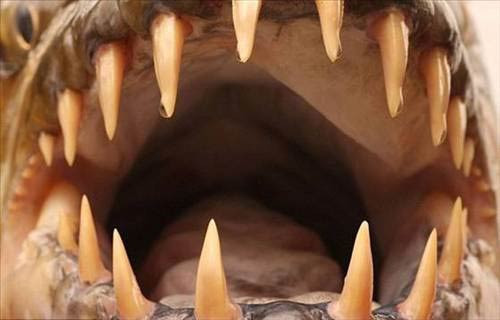 Timsah yiyen balığı yakaladı - Resim: 4