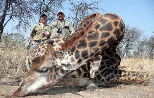 10.000 sterline zürafa avı! - Resim: 3