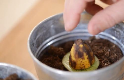 Muz ve kiviyi saksıya ekti bakın çıkan ne oldu? - Resim: 4