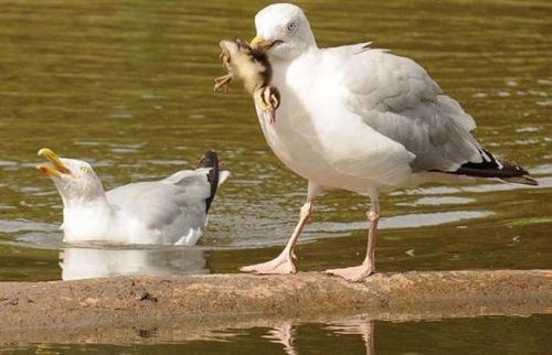 İşte timsahın av olduğu o an! - Resim: 1