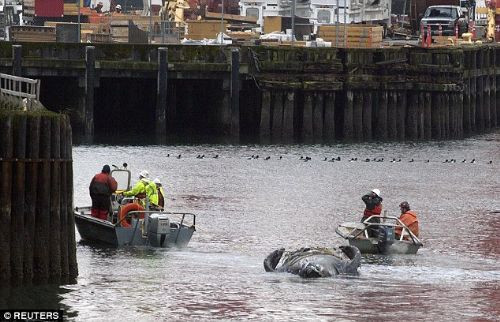 Dev balina kıyıya vurdu - Resim: 3