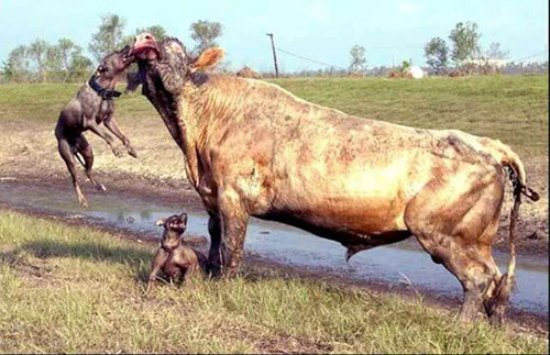 2 pitbull boğaya saldırırsa ne olur? - Resim: 2