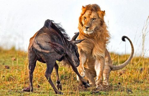 Vahşi doğadan inanılmaz anlar - Resim: 3