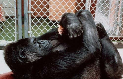 Muhteşem hayvanlar - Resim: 4