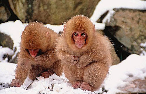 Kartopu oynayan Japon kar maymunları - Resim: 1