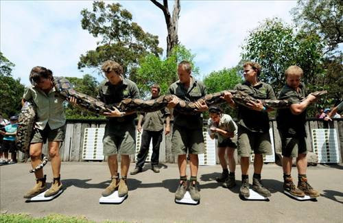 Dev piton 4 keçi yedi! - Resim: 3