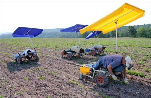 Kızgın boğa insanların arasına daldı! - Resim: 1