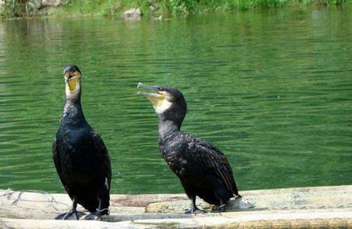 Bu adam sizce ne yapıyor? - Resim: 1