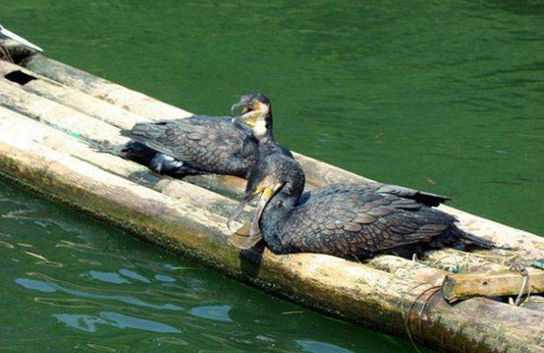 Bu adam sizce ne yapıyor? - Resim: 4