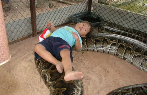 Kümeste dev biton besliyorlar - Resim: 1