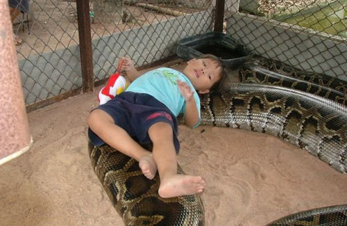 Kümeste dev biton besliyorlar - Resim: 2