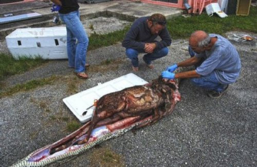 Timsah yutan piton ABD'de panik yarattı  - Resim: 3