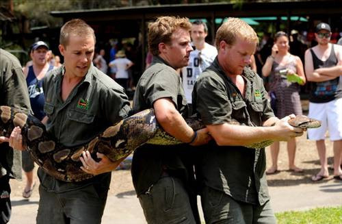 Dev piton 4 keçi yedi! - Resim: 1