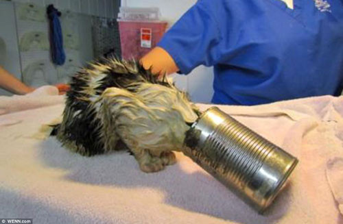 Her işe burnunu sokan hayvanlar - Resim: 3