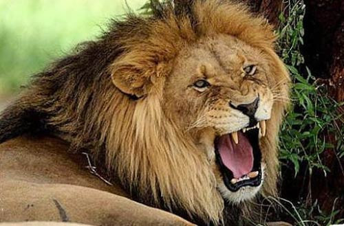 İnsan yiyen hayvanlar - Resim: 1