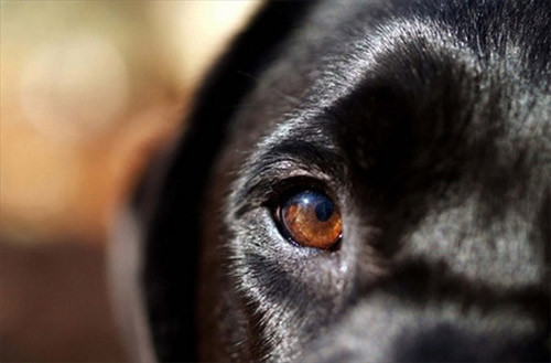 Hayvanların gözüyle dünya - Resim: 1